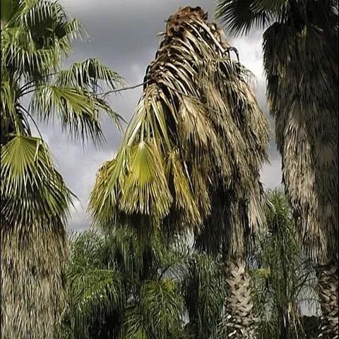 thumbnail for publication: Thielaviopsis Trunk Rot of Palm